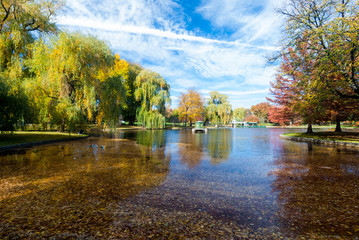 Pond covered with fall leaves in Boston Common park