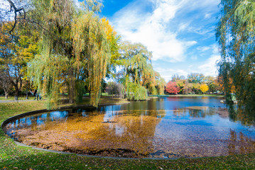 Pond covered with yellow leaves in Boston Common at fall