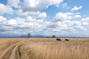 Obraz premium Herd of elephants Tanzania safari