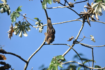 Three-fingered sloth, hanging from a tree in a jungle in Central America. Panama.