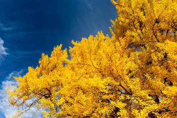 Yellow fall leaves with blue sky on a background