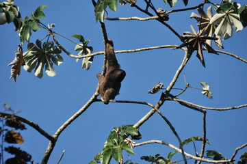 Three-fingered sloth, hanging from a tree in a jungle in Central America. Panama.