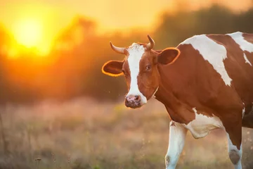 Crédence de cuisine en plexiglas Vache Portrait de vache au fond de coucher de soleil