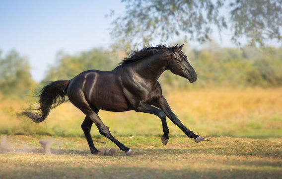 Black stallion run gallop on field