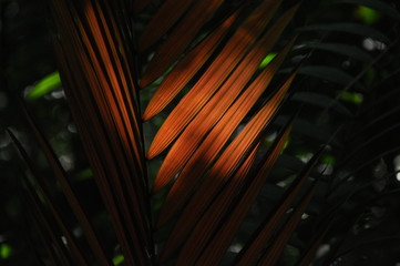 Leaves of tropical plants, palms in the sunshine at the bottom of a forest in the jungle.