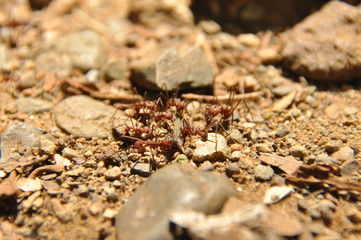 Leaf Cutting ants collect stock, leaf fragments for mushroom growing in Central American jungle. Panama.