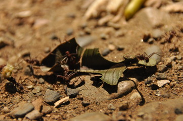 Leaf Cutting ants collect stock, leaf fragments for mushroom growing in Central American jungle. Panama.