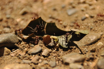 Leaf Cutting ants collect stock, leaf fragments for mushroom growing in Central American jungle. Panama.
