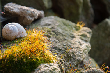 green moss on the tree