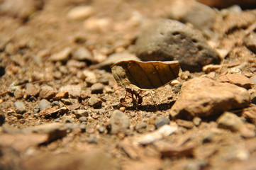 Leaf Cutting ants collect stock, leaf fragments for mushroom growing in Central American jungle. Panama.