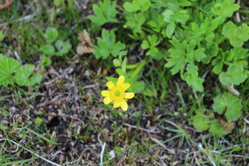 Yellow  flower  in  the  garden