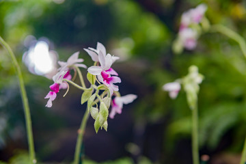 Close up shot of a beautiful purple Phalaenopsis aphrodite blossom