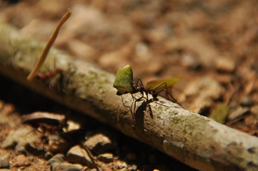 Leaf Cutting ants collect stock, leaf fragments for mushroom growing in Central American jungle. Panama.