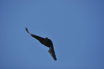 Black vulture. Eating carrion black bird with a sense of smell and a head without feathers
