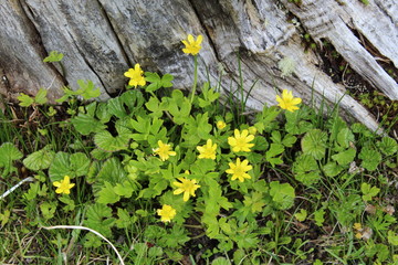 Several  yellow  flowers