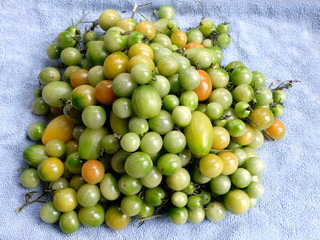 tomatoes unripe