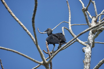 Black vulture. Eating carrion black bird with a sense of smell and a head without feathers