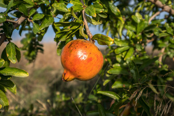 Ripe Colorful Pomegranate Fruit on Tree Branch. Foliage at Background