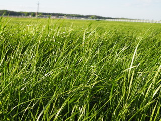 Green grass on sunny day