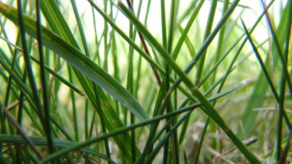 Green grass background, close-up, beautiful wallpaper