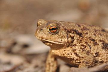 Toad. Amphibian during the spring awakening and mating