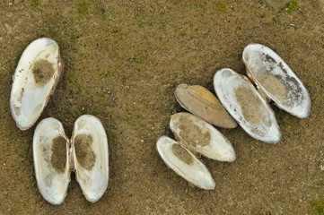 Fototapeta na wymiar Shells the mussels at the beach. Sandy bank of the Vistula. Environment unregulated river.
