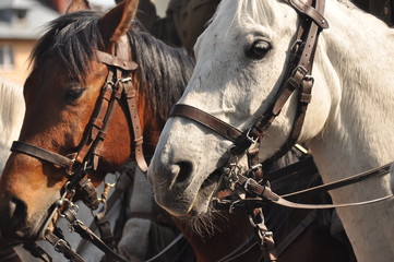 Horses in harness on parade in full dress. Polish cavalry.