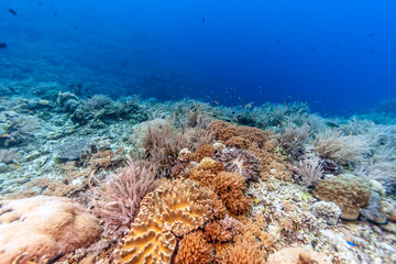 Underwater Bali Indonesia
