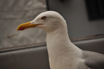 Roman gull, in the port of Venice. Portrait of an adult bird.
