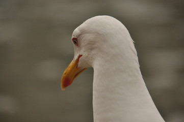 Roman gull, in the port of Venice. Portrait of an adult bird.