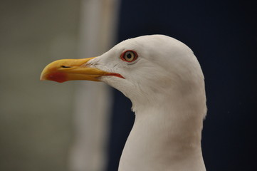 Roman gull, in the port of Venice. Portrait of an adult bird.