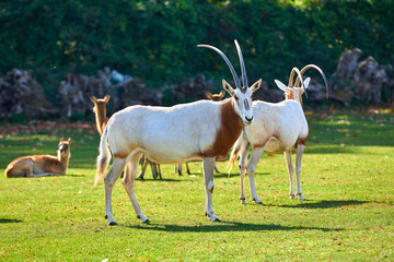 Scimitar-Horned Oryx (Oryx dammah)
