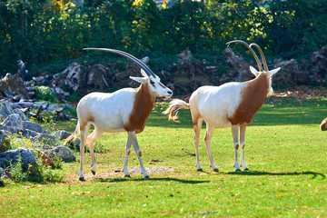 Scimitar-Horned Oryx (Oryx dammah)
