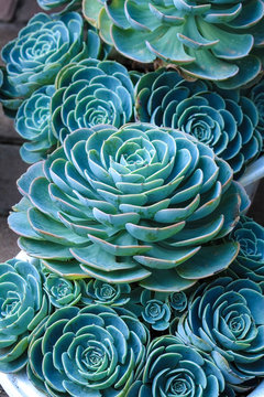 Sky blue Succulent plants rosette ornamental of close up