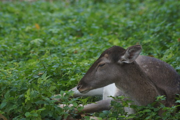 Fototapeta premium Ciervo