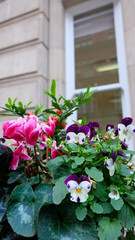 Garden plant of pansy, cyclamen, and ornamental pepper in front of a beige building wall with white window frame