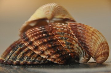 Shellfish, snails from the Mediterranean Sea on the beach in Italy.