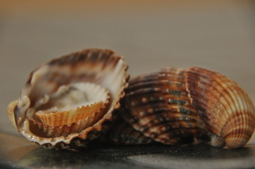 Shellfish, snails from the Mediterranean Sea on the beach in Italy.