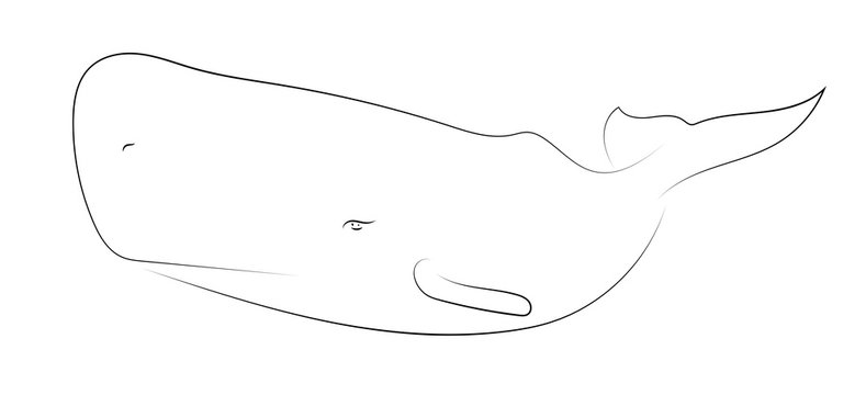Black line cachalot on white background. Sperm whale. Sketch style. Vector graphic icon animal.
