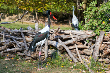 Saddle-billed Stork (Ephippiorhynchus senegalensis)