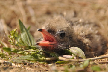 Tern chick waiting for food from their parents in a nest on the ground.