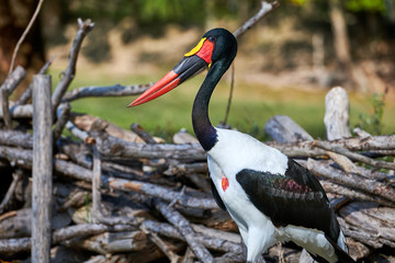 Saddle-billed Stork (Ephippiorhynchus senegalensis)