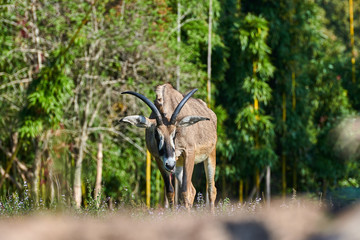 Roan Antelope (Hippotragus equinus)