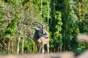 Roan Antelope (Hippotragus equinus)
