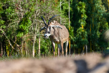 Roan Antelope (Hippotragus equinus)