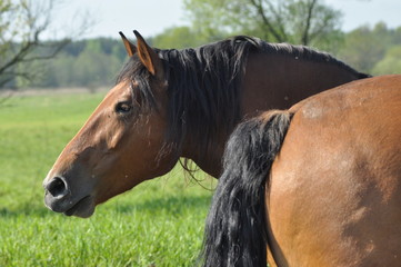 Workhorse. Grazing in the pasture. Meadow in the valley of the Bug.