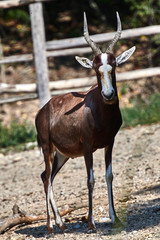 Naklejka na ściany i meble A blesbok antelope (Damaliscus pygargus)
