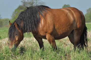 Workhorse. Grazing in the pasture. Meadow in the valley of the Bug.