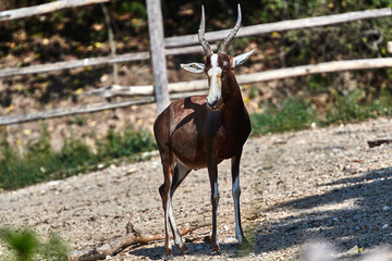 A blesbok antelope (Damaliscus pygargus)