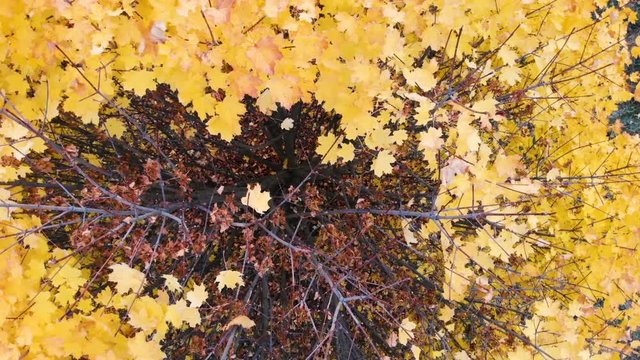 Yellow, autumn tree with falling golden leaves standing alone on a wage. Shot from the drone.